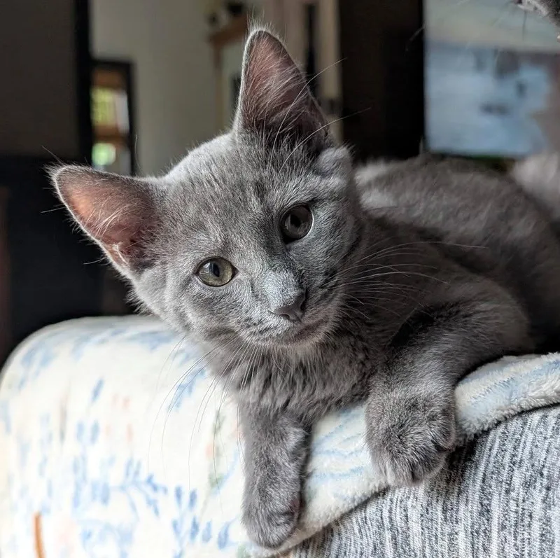 A baby small-sized female Gray / Blue / Silver Domestic Short Hair cat named Lizzie for adoption in Pittsburgh, PA