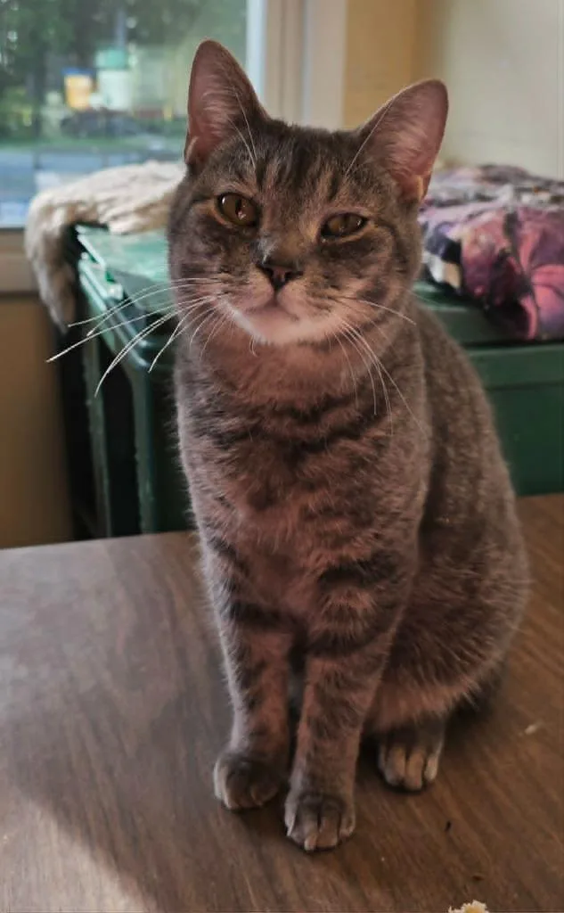 A young medium-sized male Domestic Short Hair cat named Murphy for adoption in Sprakers, NY