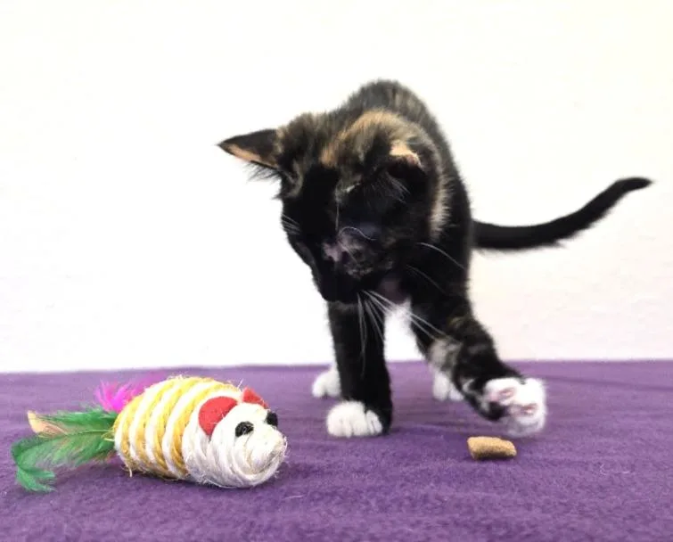 A baby medium-sized female Tortoiseshell Domestic Short Hair cat named MaiTai for adoption in Red Wing, MN