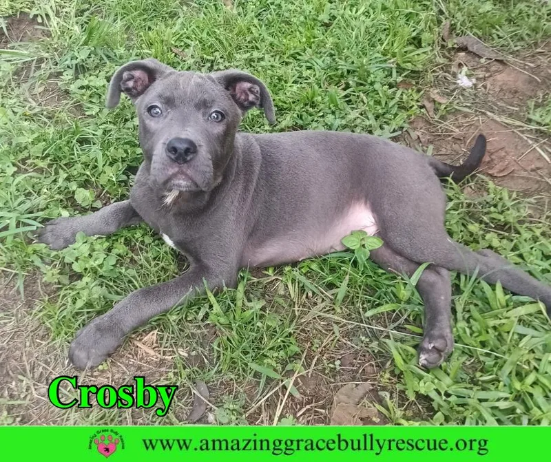 A baby medium-sized male Pit Bull Terrier dog named Crosby for adoption in Pensacola, FL