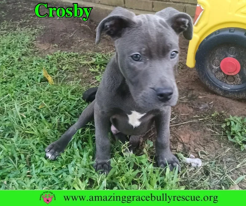 Crosby thumbnail 3