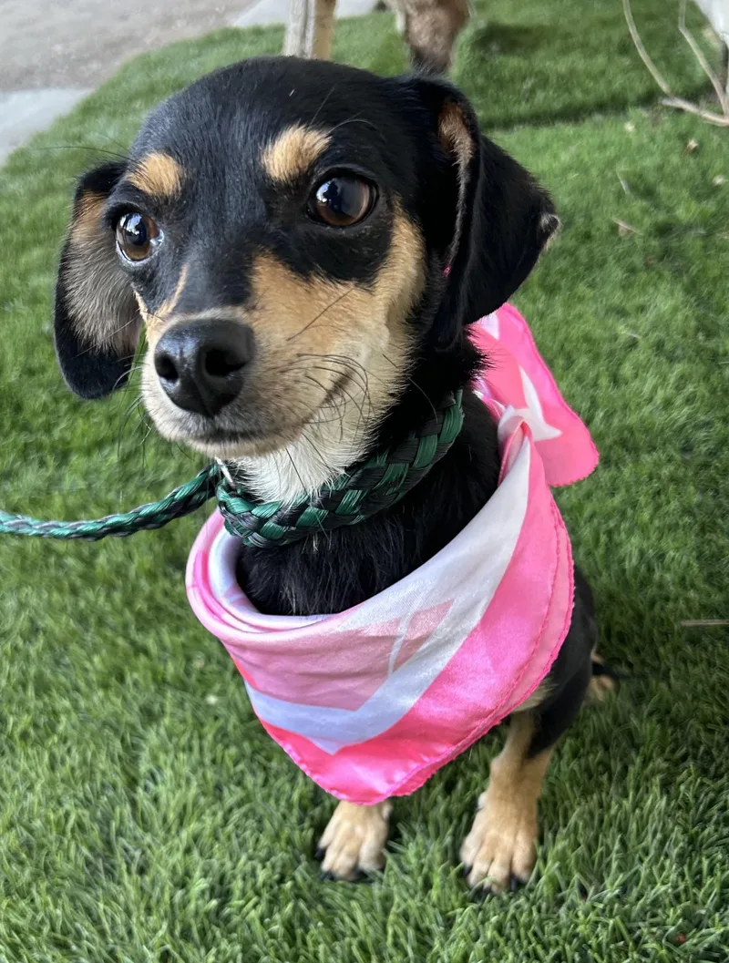 A young small-sized female Black Dachshund dog named Ceci for adoption in Bell Gardens, CA