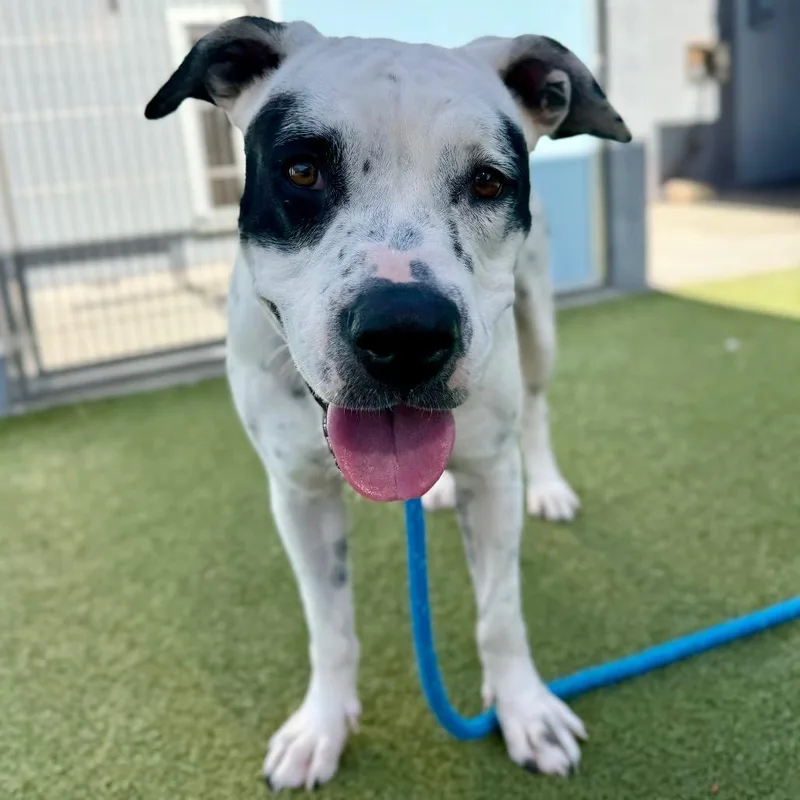 Willowdean thumbnail 3