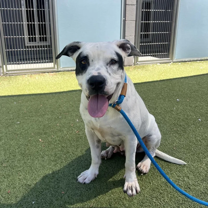 Willowdean thumbnail 4