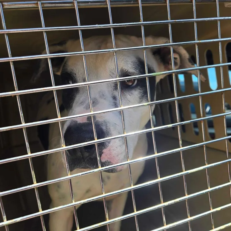 Willowdean thumbnail 5