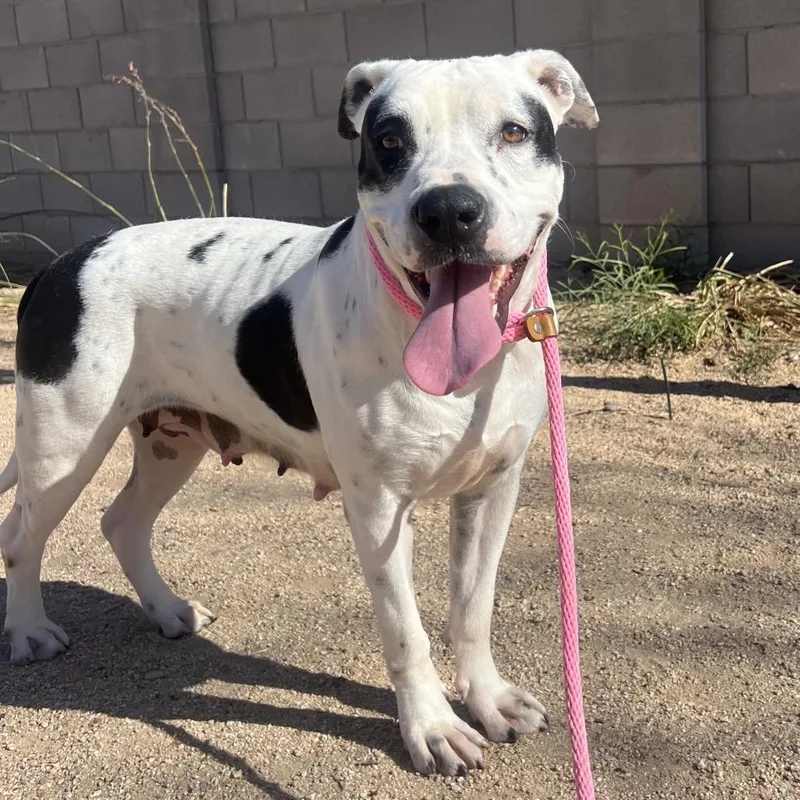 Willowdean thumbnail 6