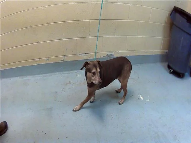 An adult medium-sized female Pit Bull Terrier dog named Lola for adoption in Tulsa, OK