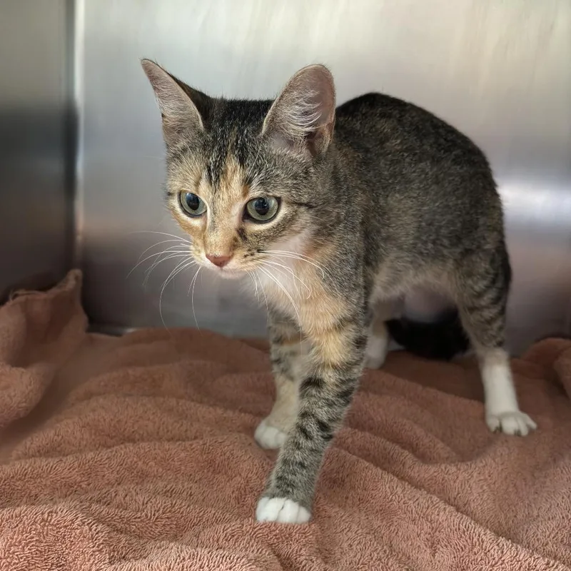 An adult medium-sized female Torbie Domestic Short Hair cat named Ginger for adoption in Council Bluffs, IA
