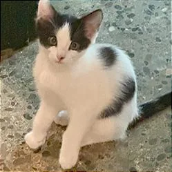 A baby small-sized male White Domestic Short Hair cat named A Sully for adoption in Pleasant Hill, CA