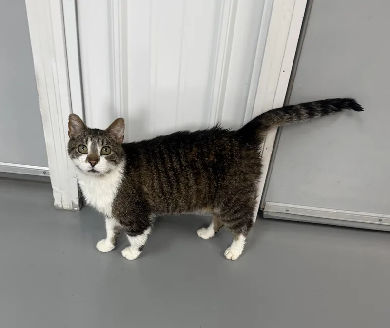 An adult medium-sized male American Shorthair cat named Bobby for adoption in Big Rapids, MI