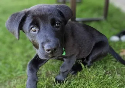 A baby large-sized female Rottweiler dog named Shania for adoption in Fort Worth, TX
