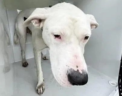 A young large-sized female Great Dane dog named Nala for adoption in Houston, TX