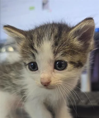 A baby small-sized female Domestic Short Hair cat named 61460360 for adoption in El Paso, TX