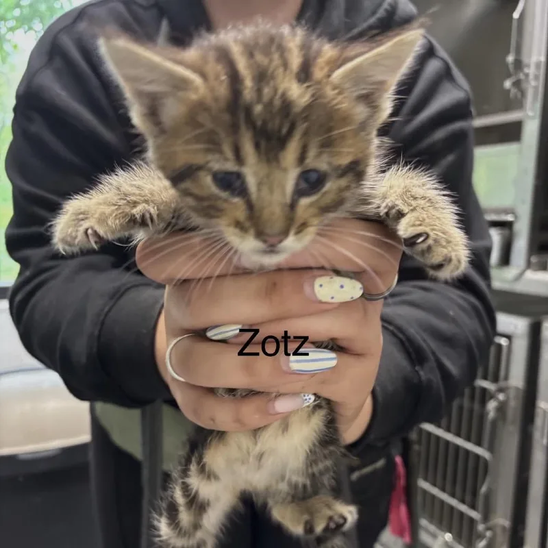 A baby small-sized female Gray / Blue / Silver Domestic Short Hair cat named Zots for adoption in Spring Hill, KS
