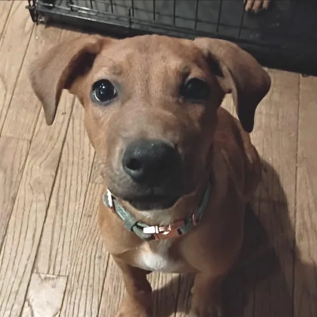 A baby medium-sized male German Shepherd Dog dog named Cody for adoption in Overland Park, KS