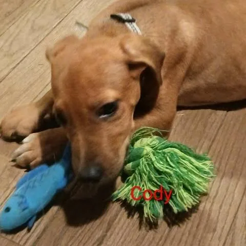 Cody thumbnail 2