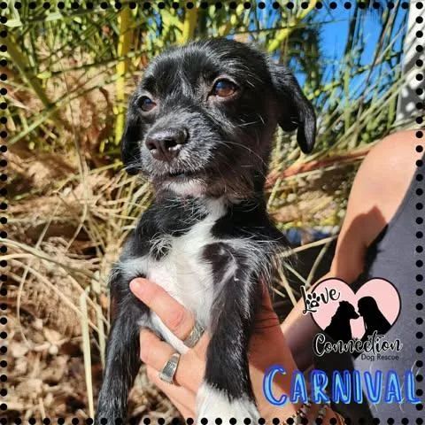 A baby small-sized male Black Chihuahua dog named Carnival for adoption in Gilbert, AZ