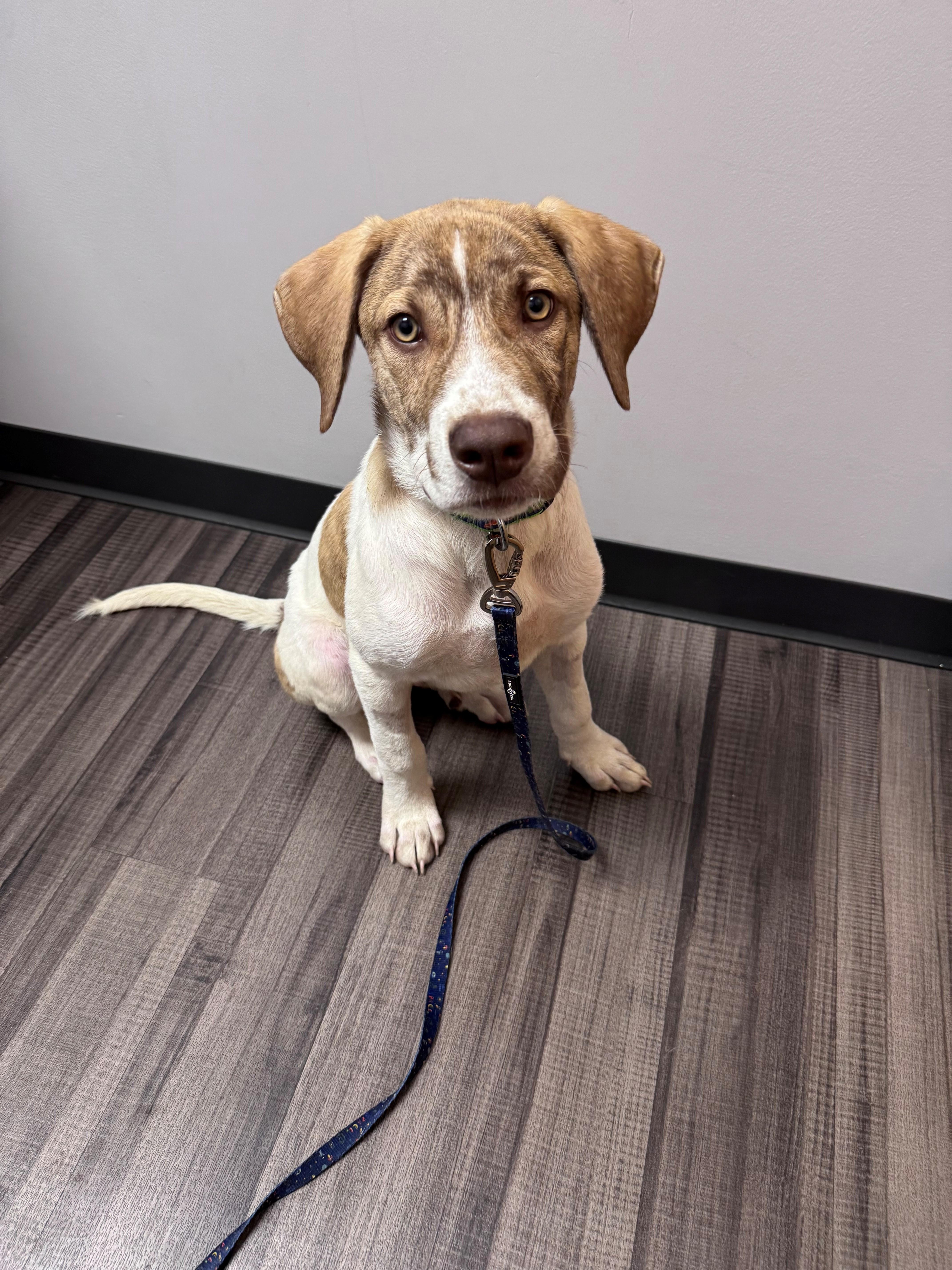 A baby medium-sized male Brown / Chocolate Australian Shepherd dog named Sully for adoption in Cincinnati, OH