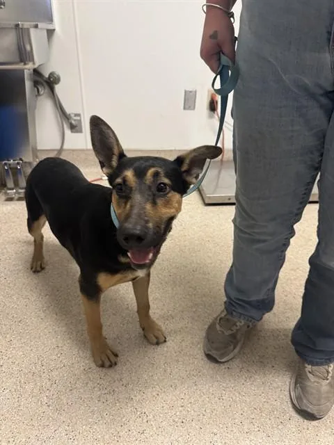 A young medium-sized male Shepherd dog named Taco for adoption in Bakersfield, CA