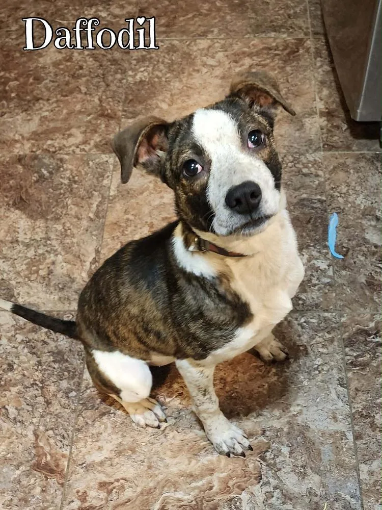 Daffodil thumbnail 2