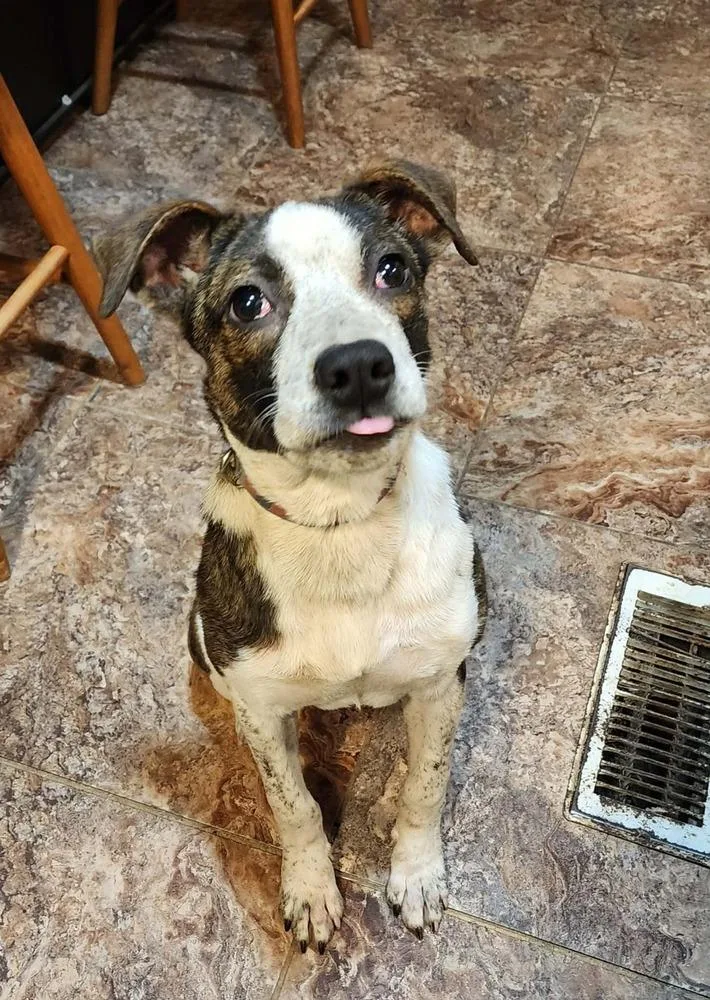 Daffodil thumbnail 3