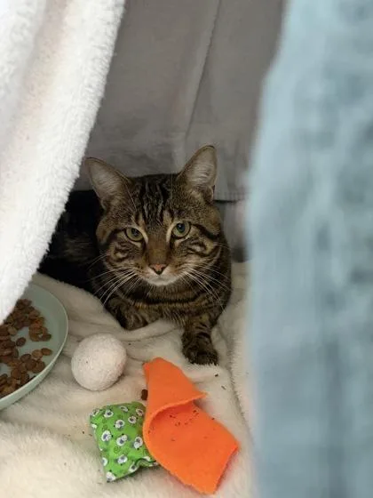 An adult medium-sized male Domestic Short Hair cat named Fabio for adoption in Westland, MI