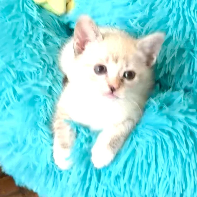 A baby medium-sized female Lilac Point Siamese cat named Opal for adoption in Woodland Hills, CA