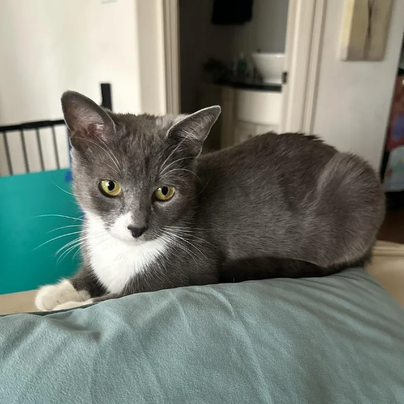 A young medium-sized female Gray / Blue / Silver Domestic Short Hair cat named Linda for adoption in Houston, TX