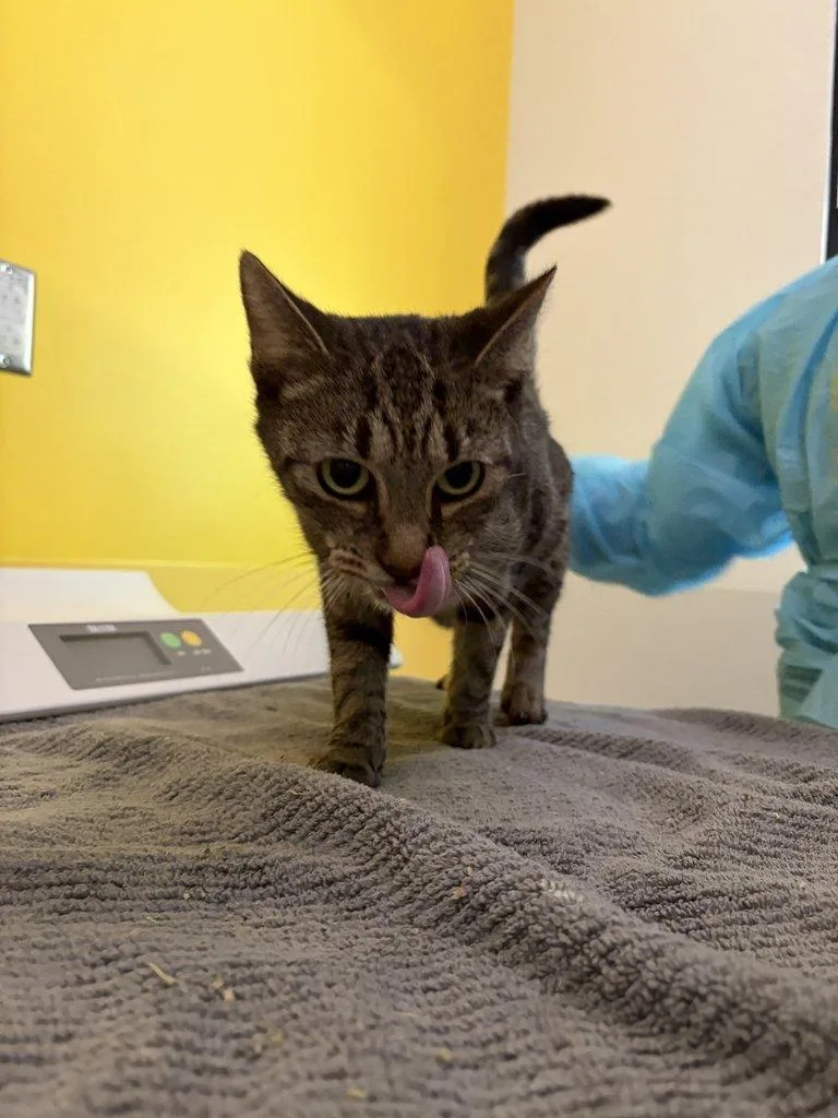 A young small-sized female Tabby (Brown / Chocolate) Domestic Short Hair cat named P. Sherman for adoption in Raleigh, NC