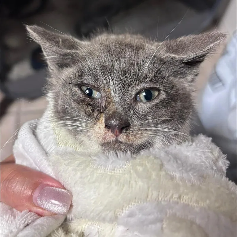 A baby small-sized female Gray / Blue / Silver Domestic Short Hair cat named Spark for adoption in Brooklyn, NY