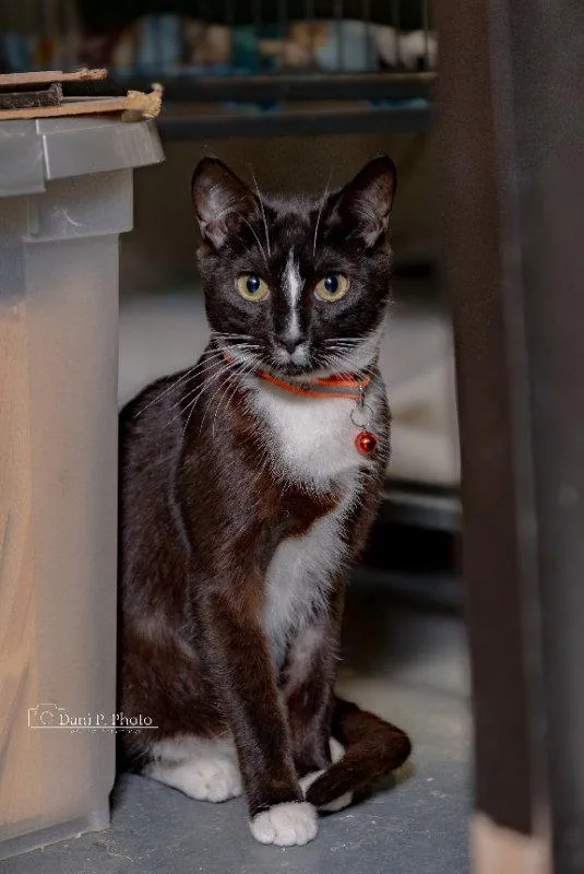 A young small-sized male Tuxedo cat named Zorro CCHS for adoption in Locust Grove, GA