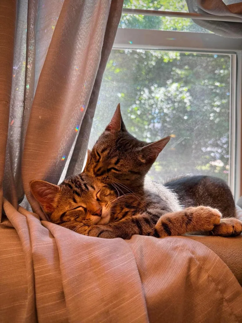 An adult small-sized female Tabby (Brown / Chocolate) Domestic Short Hair cat named Squeak for adoption in Stoughton, WI