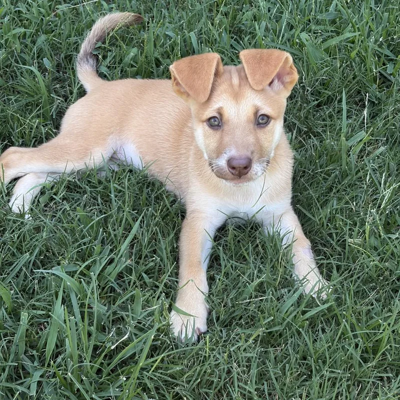 A baby medium-sized female Red / Chestnut / Orange Shepherd dog named Amber for adoption in Mooresville, NC