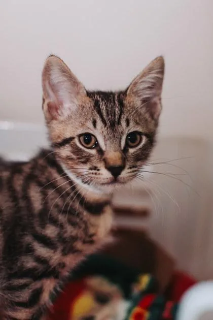 A baby small-sized male Domestic Short Hair cat named A Nacho Petsmart for adoption in North Charleston, SC