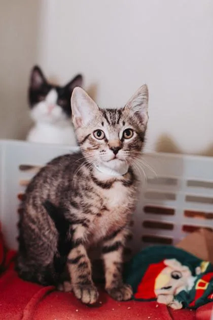 A Nacho  Petsmart thumbnail 2