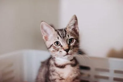 A Nacho  Petsmart thumbnail 3
