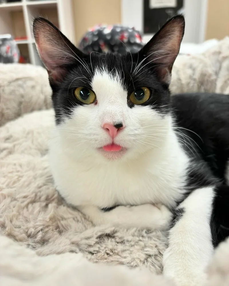 A young small-sized female Black & White / Tuxedo Domestic Short Hair cat named Rosy for adoption in Hawthorne, NJ