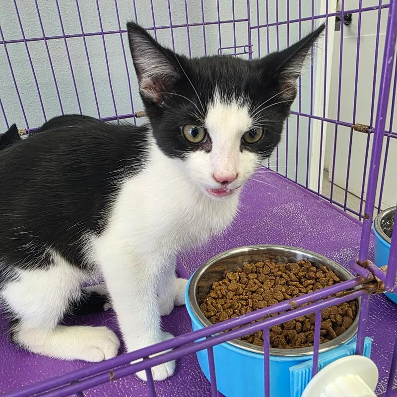 A baby small-sized male Black Extra-Toes Cat / Hemingway Polydactyl cat named Spike for adoption in Duncan, OK
