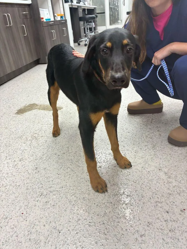 A baby large-sized male Black Bloodhound dog named Rooster for adoption in Marietta, GA