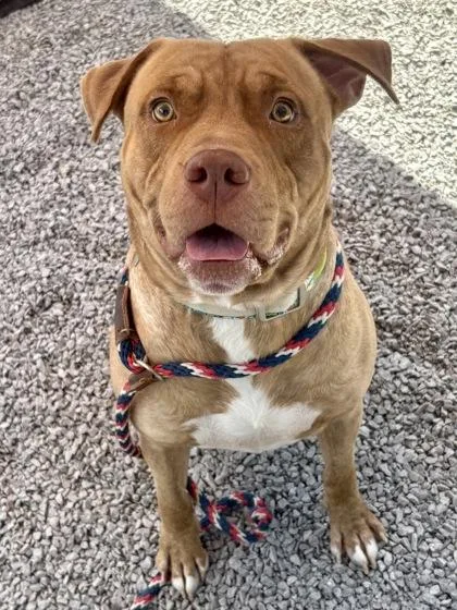 An adult medium-sized male Mixed Breed dog named Boy Boy for adoption in Cincinnati, OH
