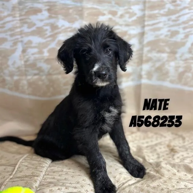Nate