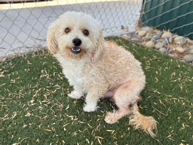 An adult small-sized male Poodle dog named Quincy for adoption in Antioch, CA