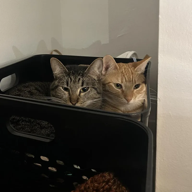 Chandelier thumbnail 2