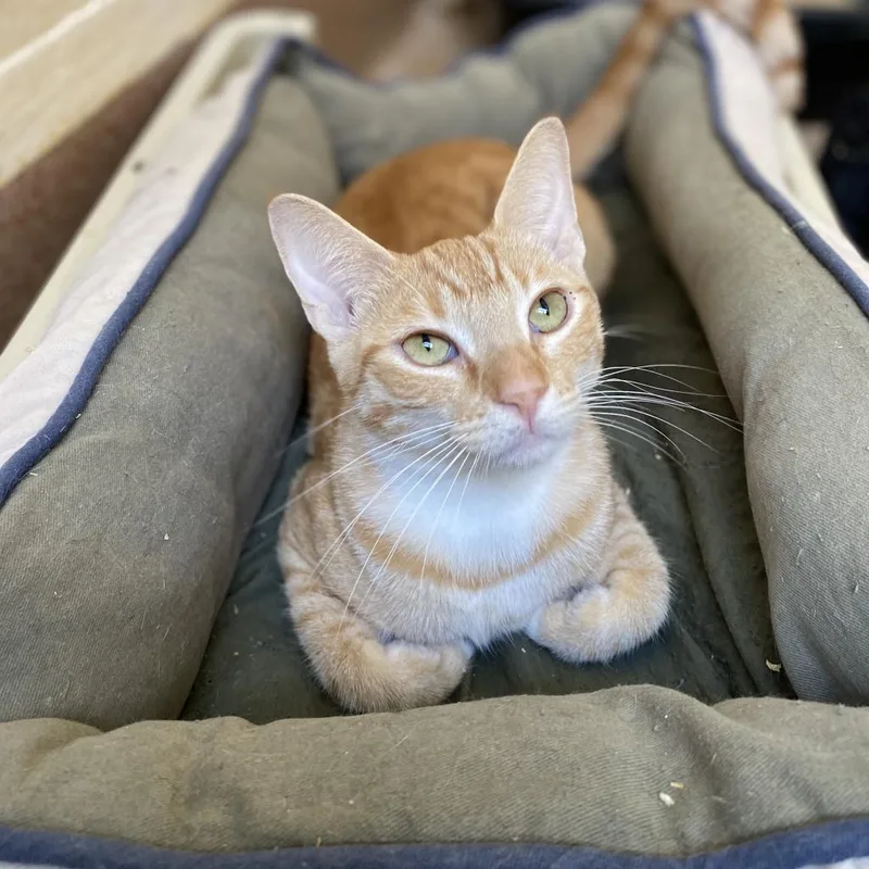 Chandelier thumbnail 3