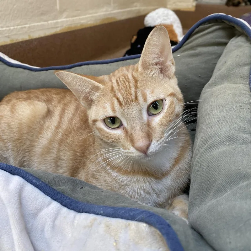 Chandelier thumbnail 4