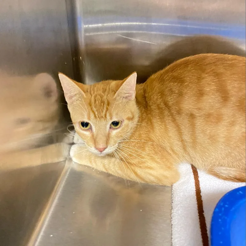 Chandelier thumbnail 5