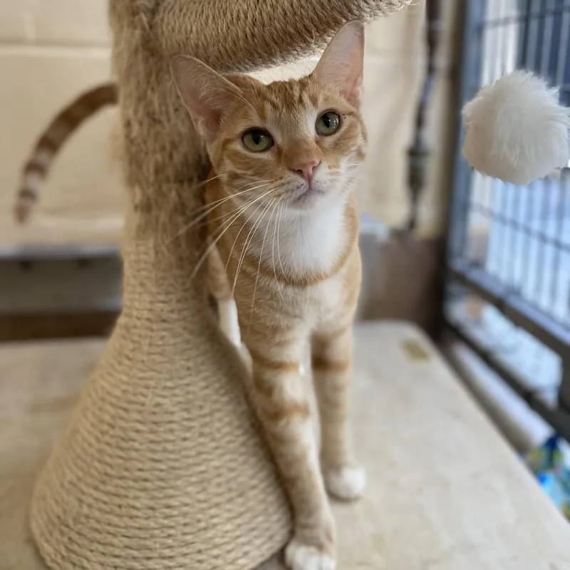 Chandelier thumbnail 6