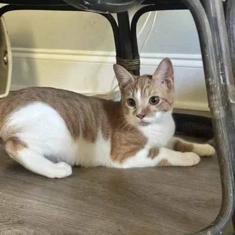 A baby medium-sized male Domestic Short Hair cat named Fanta for adoption in Belmont, NC