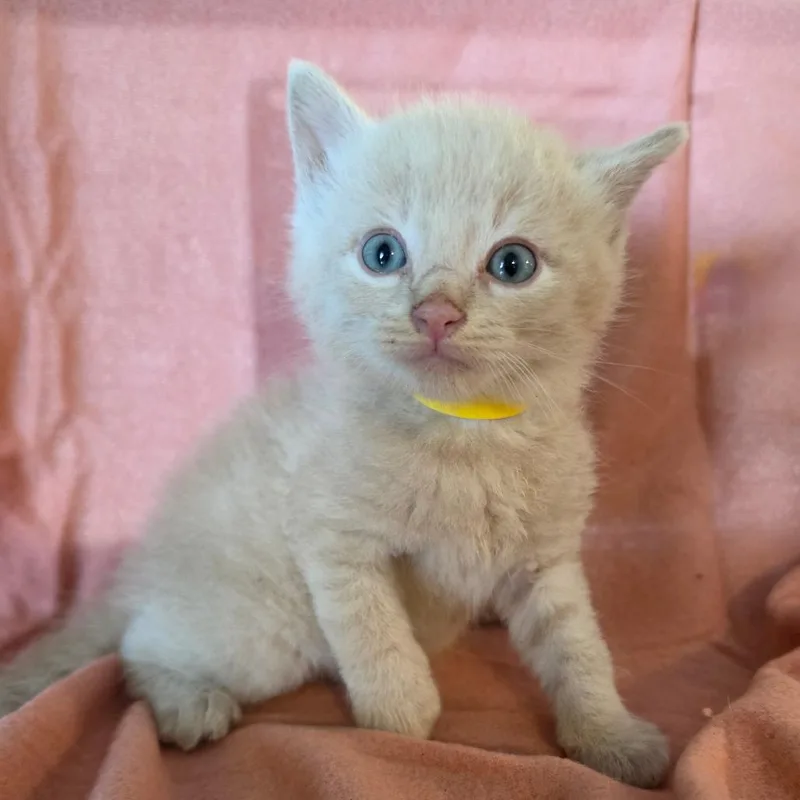 Peanut