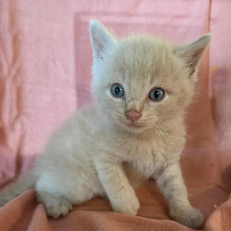 Peanut thumbnail 2
